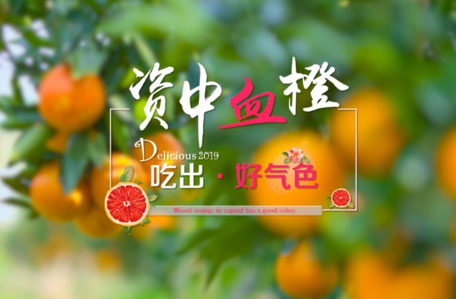资中血橙产业宣传片