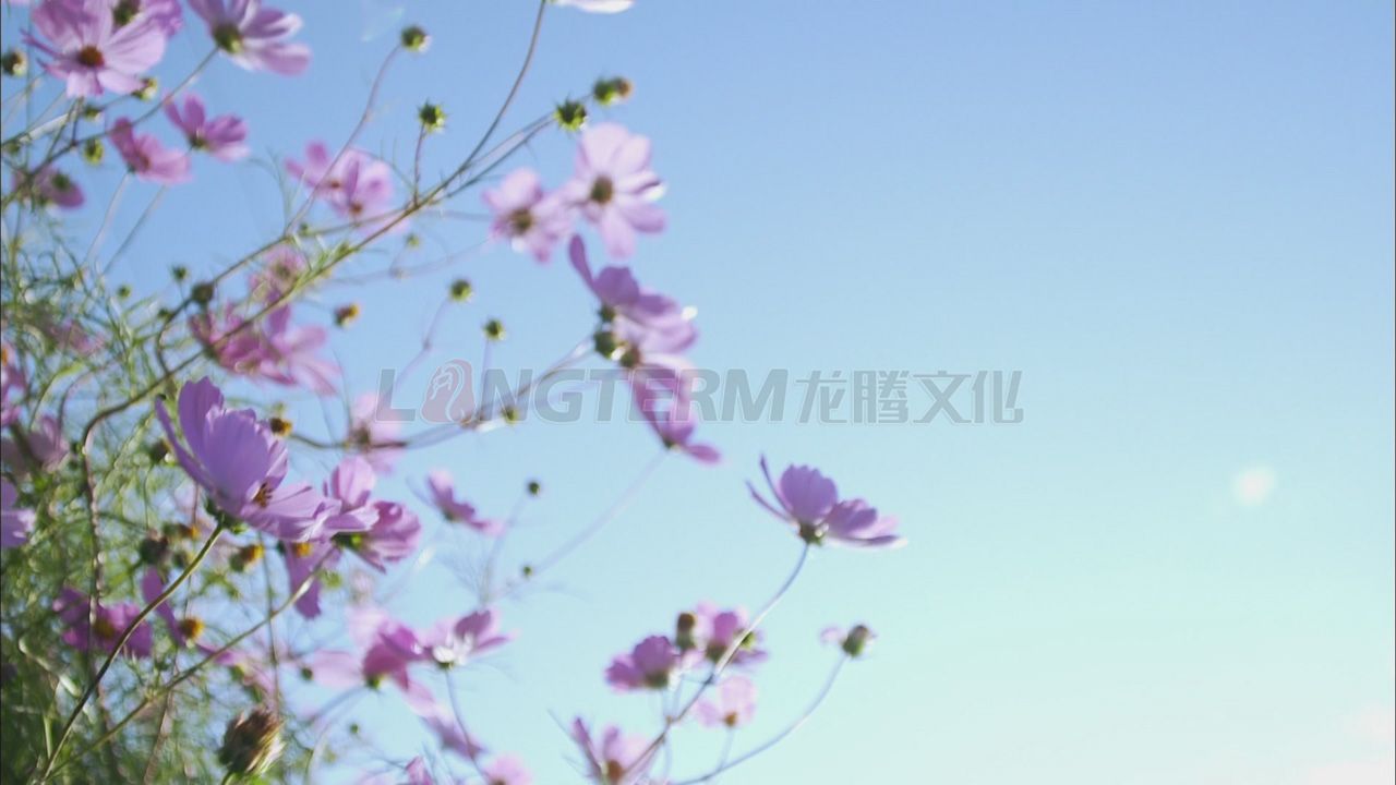 华为集团公司微电影_华为公司微电影_华为公司企业宣传片_华为公司专题宣传片拍摄制作 华为集团公司微电影_华为公司微电影_华为公司企业宣传片_华为公司专题宣传片拍摄制作