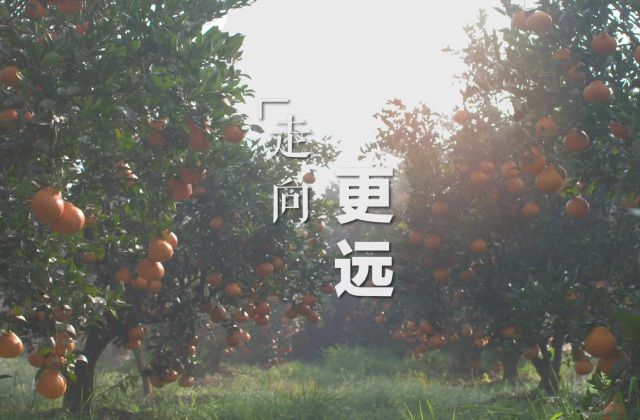 丹棱桔橙品牌宣传片拍摄制作