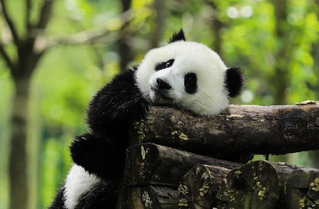 成都大熊猫繁育研究基地专题片制作要求（节选）