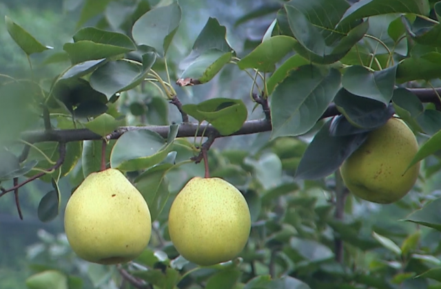 四川得荣县文化旅游宣传片制作要求节选