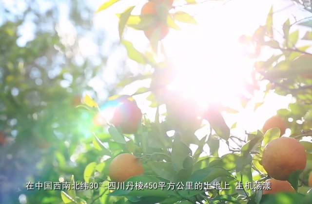 丹棱丑柑专题宣传片——橙就美好-