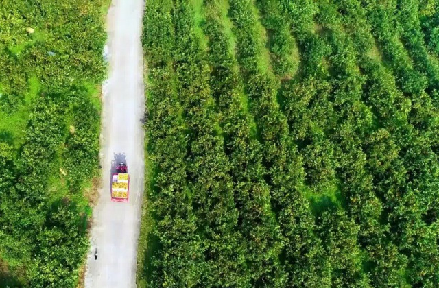 茶叶宣传片制作技巧?茶叶宣传片制作要点?
